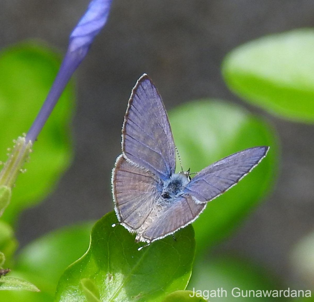 Leptotes plinius Fabricius, 1793